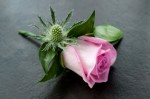 DSC 1564 150x99 Flower photography at Poppy floral design in Marple
