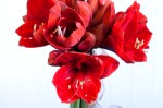DSC 7739 150x99 Flower photography at Poppy floral design in Marple