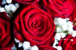 DSC 7793 150x99 Flower photography at Poppy floral design in Marple
