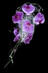 DSC 8652 99x150 Flower photography at Poppy floral design in Marple