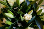 DSC 9802 150x99 Flower photography at Poppy floral design in Marple