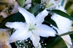 DSC 9809 150x99 Flower photography at Poppy floral design in Marple