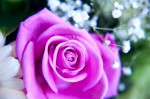 DSC 9812 150x99 Flower photography at Poppy floral design in Marple