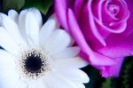 DSC 9817 150x99 Flower photography at Poppy floral design in Marple