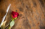 DSC 9854 150x99 Flower photography at Poppy floral design in Marple